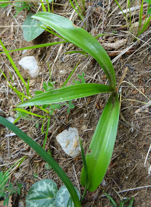 Orchis mascula subsp. speciosa